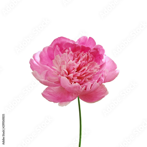 Beautiful pink peony flower isolated on a white background