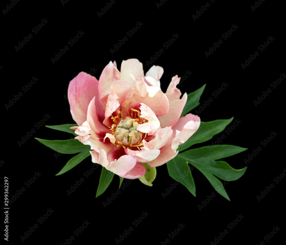 Pink peony flower isolated on a black background Pink peony flower isolated on a black background