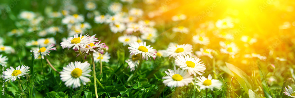 Banner 3:1. Close-up daisy (camomile) flowers field with sun lights. Spring background. Copy space. Soft focus