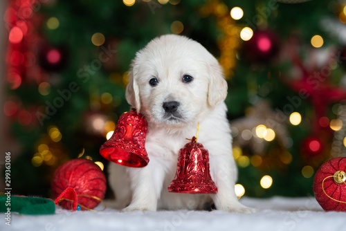 adorable puppy with Christmas bells posing indoors
