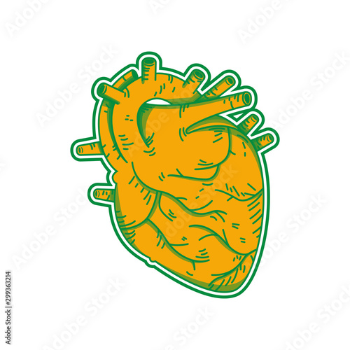 Un corazón humano sobre un fondo blanco. Anatomía. Ilustración vectorial en estilo de dibujos animados.
