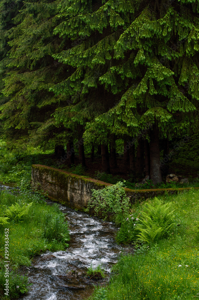 Pine trees next to a little creek - Transylvanian landscape