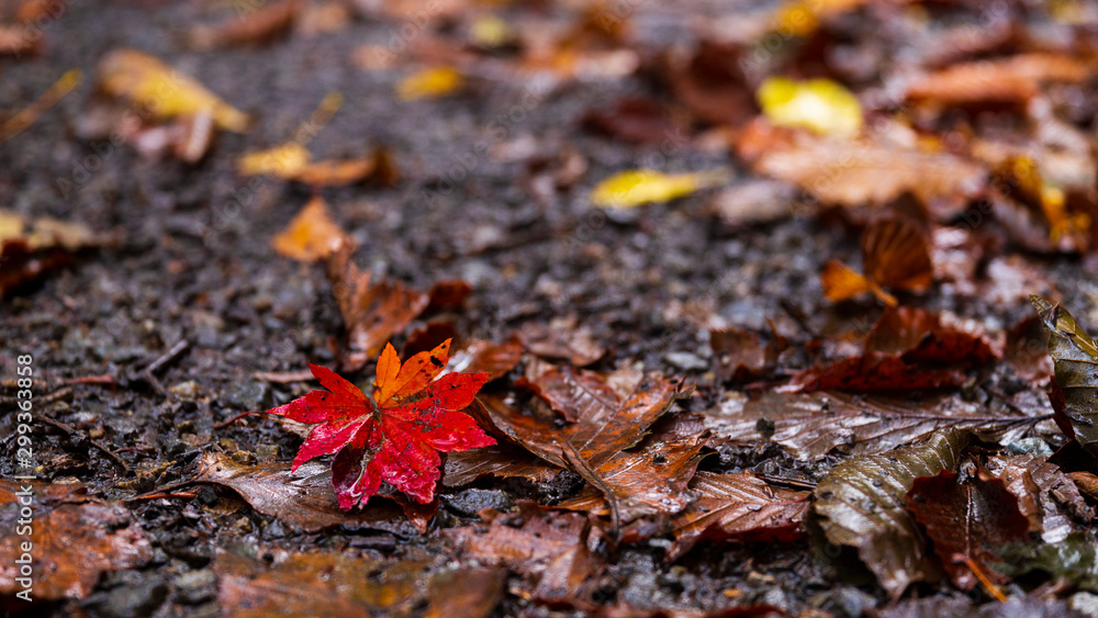 紅葉　ポートレート風