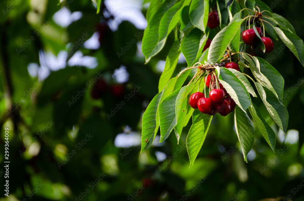 Cherry tree in the sunshine - sick cherry tree - moldy fruits on the tree