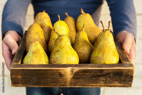 Cuadro en lienzo Fresh pears in male hands
