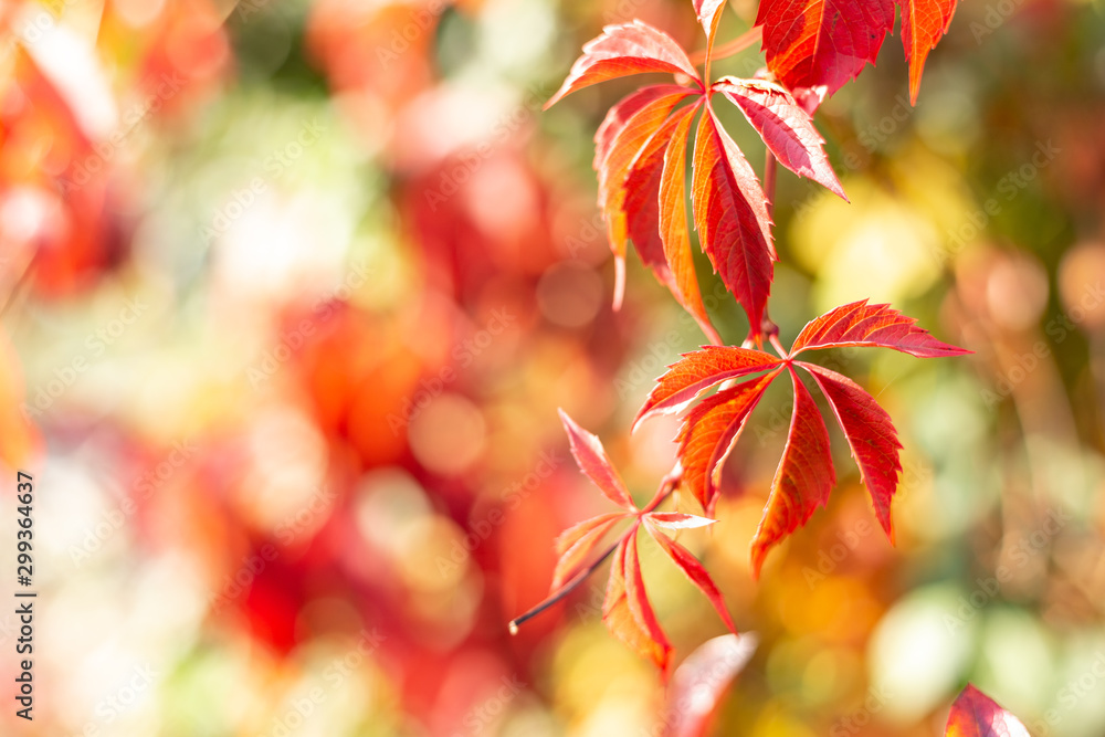Branch of red autumn grapes leaves. Parthenocissus quinquefolia foliage with copy space. Branch of red autumn grapes leaves. Parthenocissus quinquefolia foliage with copy space.