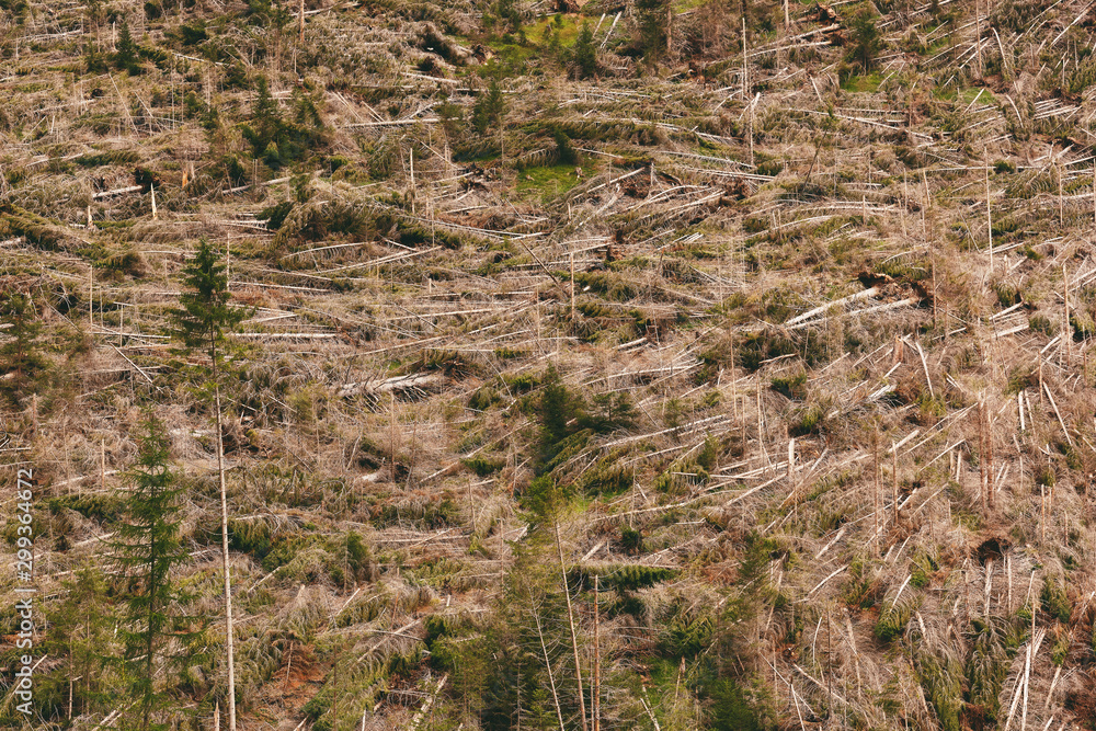 storm damage in the dolomites storm damage in the dolomites
