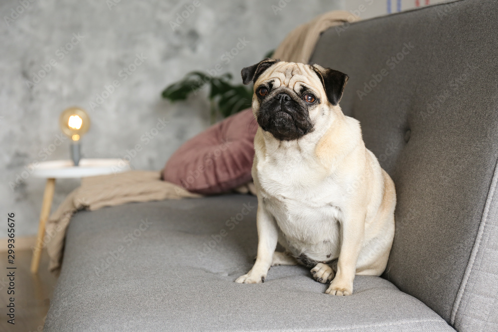 Obraz premium Funny dreamy pug with sad facial expression lying on the grey textile couch with blanket and cushion. Domestic pet at home. Purebred dog with wrinkled face. Close up, copy space, background.