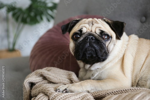 Funny dreamy pug with sad facial expression lying on the grey textile couch with blanket and cushion. Domestic pet at home. Purebred dog with wrinkled face. Close up, copy space, background. © Evrymmnt
