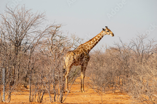 giraffe in savanna
