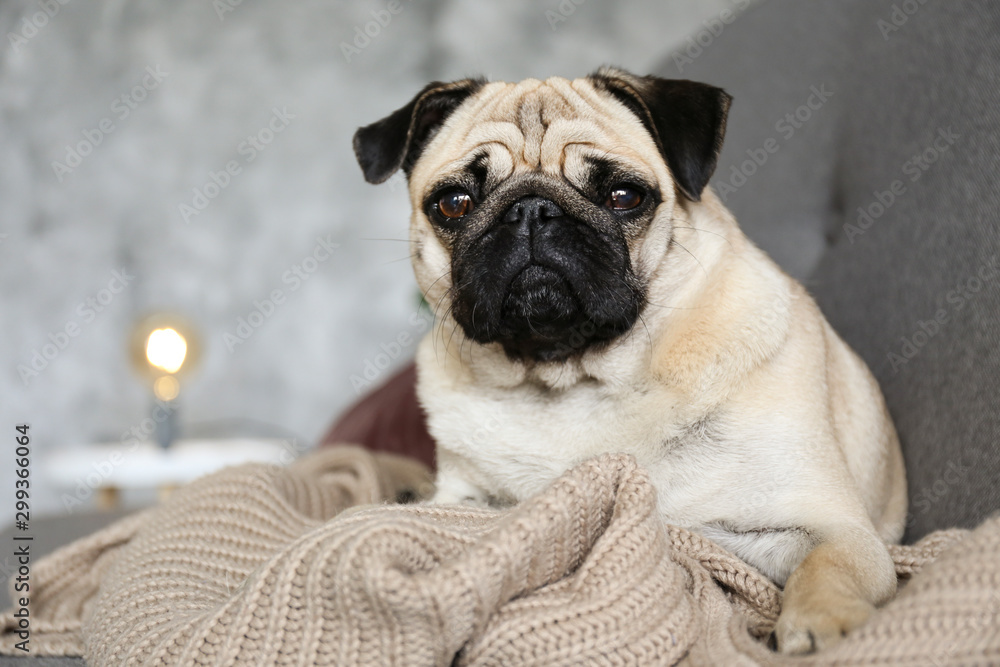 Obraz premium Funny dreamy pug with sad facial expression lying on the grey textile couch with blanket and cushion. Domestic pet at home. Purebred dog with wrinkled face. Close up, copy space, background.