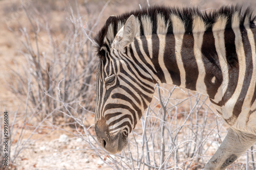 African zebra closeup