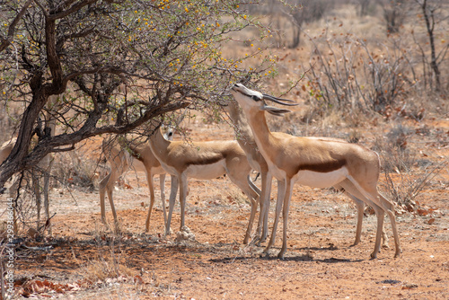 springbok antelope eating