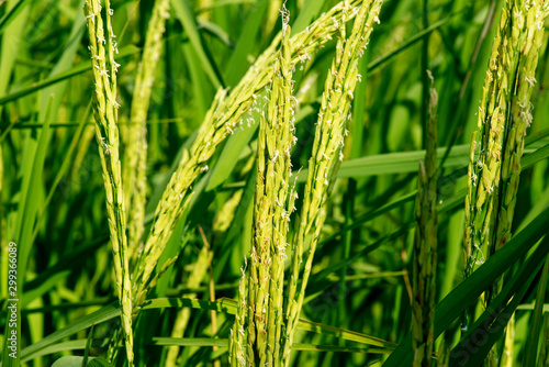 Image of close up of yellow green rice field.