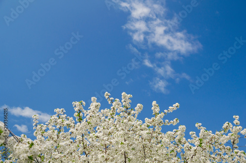 Close-up of the top of a white cherry blossoming tree in Spring bloom and a spring blue sky with small white cloud. Copy space © Marina