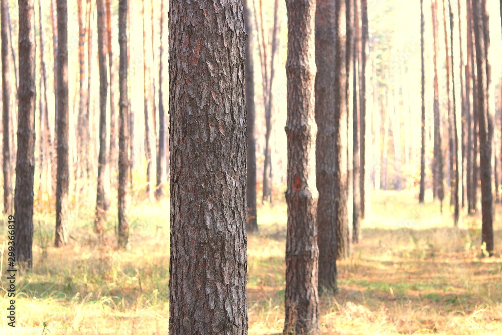 Fototapeta premium Pine forest with beautiful high pine trees against other pines with brown textured pine bark in summer in sunny weather