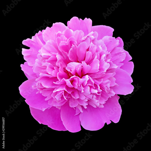 Beautiful pink peony isolated on a black background