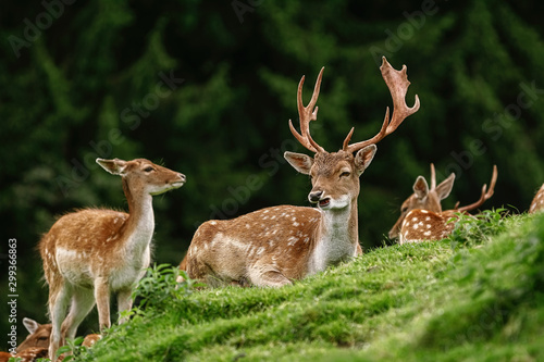 Deers near the Forest