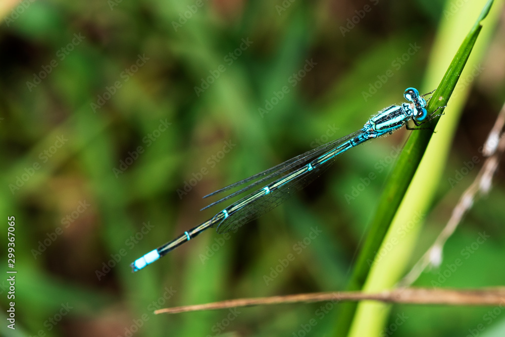 Image of dragonfly perched on the grass top in the nature. Image of dragonfly perched on the grass top in the nature.
