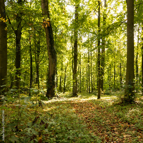 autumn  light in the forest