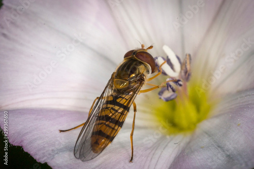 makro leśne owady photo