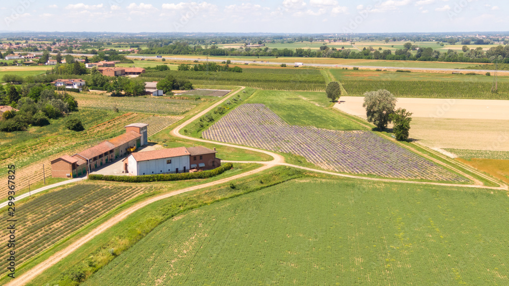 Drone aerial view of organic farming fields of lavender, wheat and potatoes