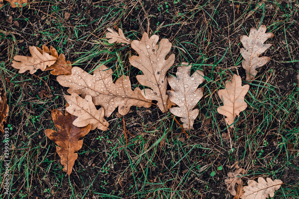 Fallen autumn brown oak leaves with water drops on it.