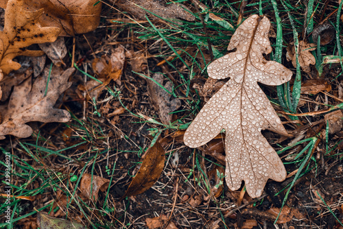 Fallen autumn brown oak leaves with water drops on it.