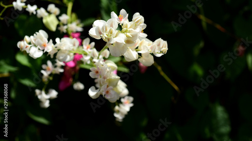 Colorful flowers and green leaves in nature.Colorful flowers in nature. flowers in the garden Blooming in the Formal Garden. Park. Beautiful Garden.