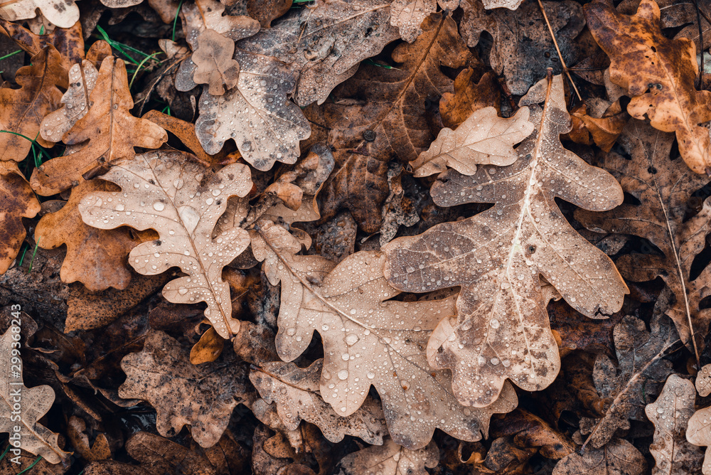 Fallen autumn brown oak leaves with water drops on it. Fallen autumn brown oak leaves with water drops on it.