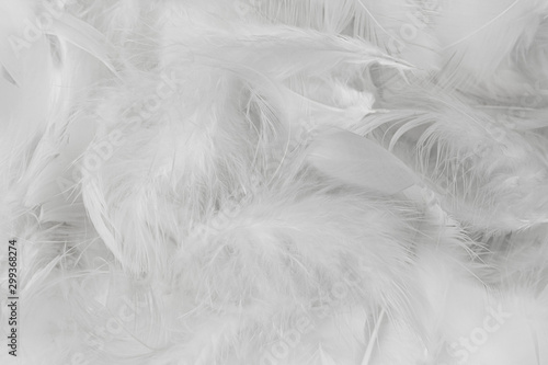 Soft white feathers background © Siwakorn1933