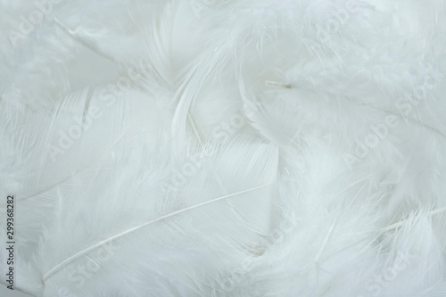 White feathers background