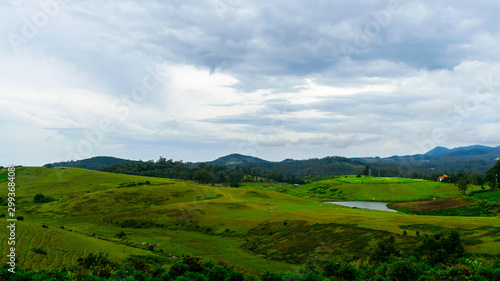 Green landscape, 9th Mile, Ooty, Tamilnadu, India