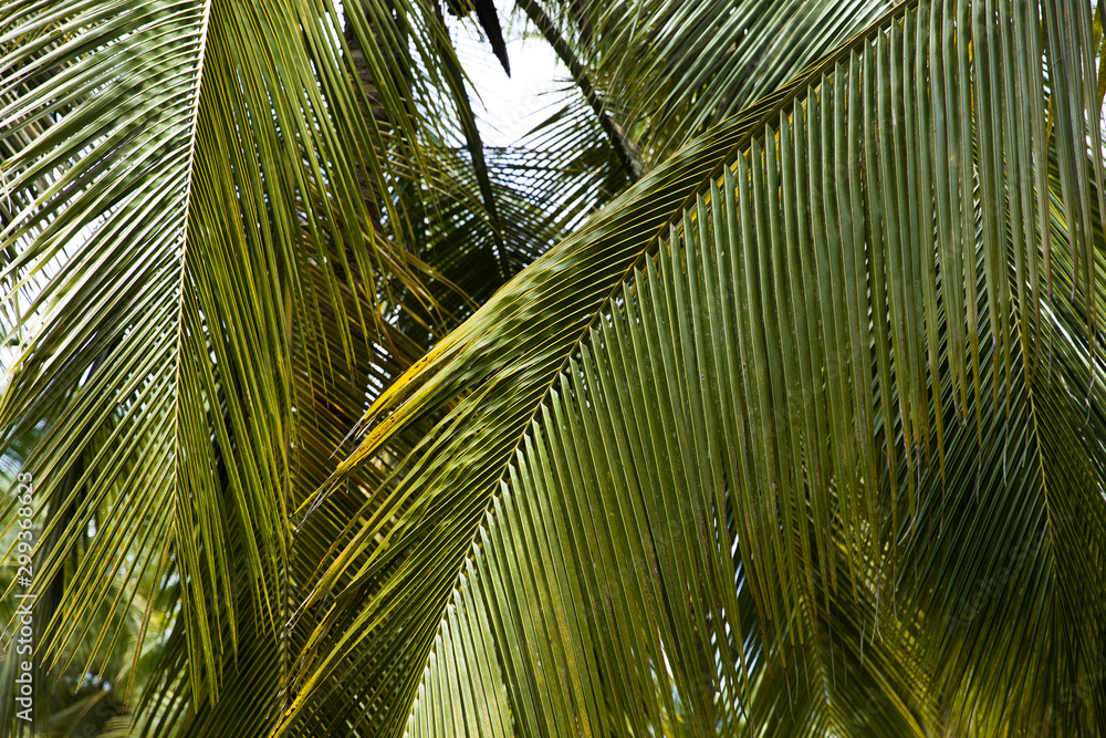 Palm tree forest in Tayrona Natural National Park, Colombia Palm tree forest in Tayrona Natural National Park, Colombia