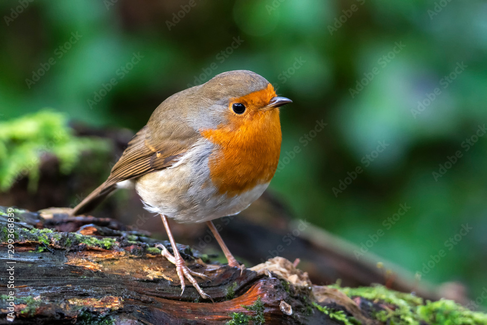 Fototapeta Robin rudowłosy (Erithacus rubecula) ptak brytyjski śpiewacz ogrodowy z czerwoną lub pomarańczową piersią często spotykany na kartkach świątecznych