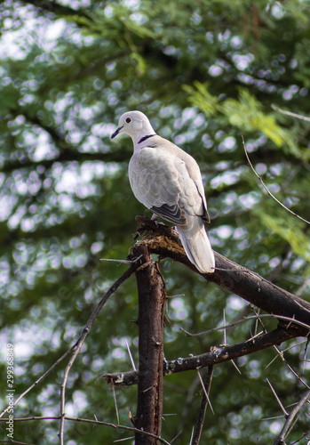 Eurasian Collared Dove on a tree