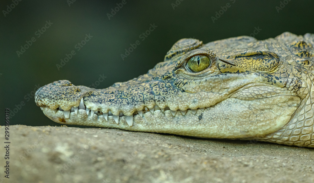 Fototapeta premium close up of a crocodile