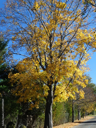 bright yellow maple leaves on partially barren tree branches in fall