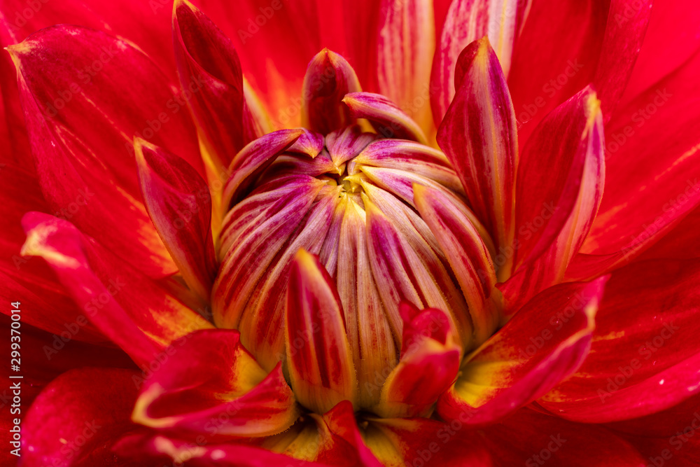 Red dahlia flower isolated on white background Red dahlia flower isolated on white background