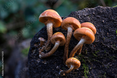 Photos Woodland fungi mushrooms which are often called toadstools