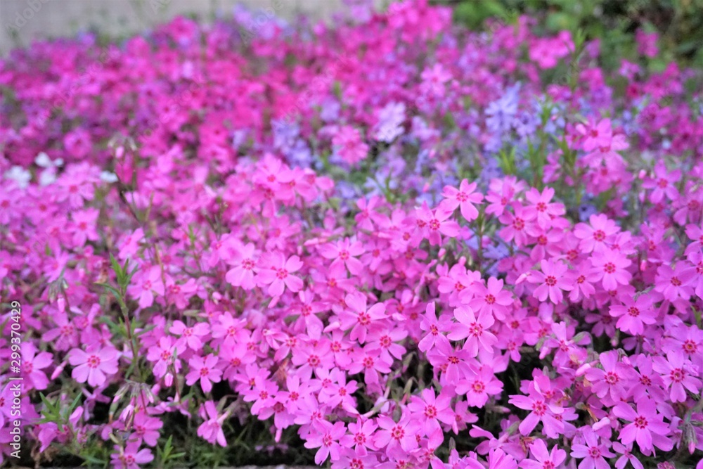 やさしい空気を感じる満開のピンクの花々 やさしい空気を感じる満開のピンクの花々