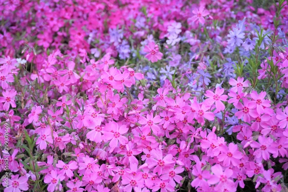 Obraz premium やさしい空気漂うピンクの花畑