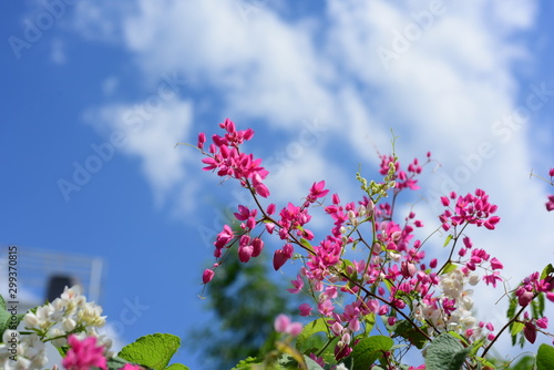 Colorful flowers and green leaves in nature