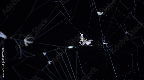 Spider caught a fly entangled in a cocoon. Close up of a female spider catch prey and wrapping it with web on a dry tree branch with background. Spider spinning web. 