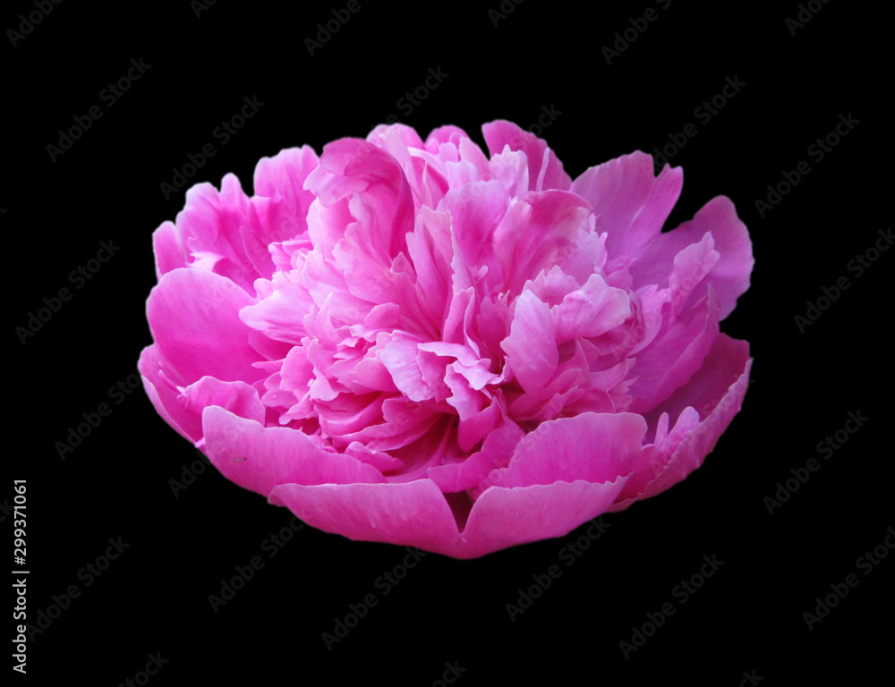 Beautiful pink peony isolated on a black background Beautiful pink peony isolated on a black background