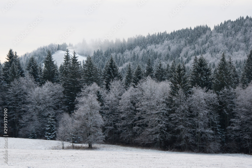 Frozen winter forest, trees covered by snow