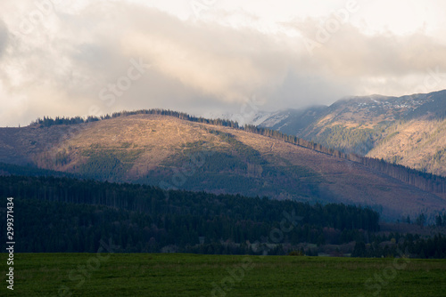 Clearcut, destroyed forest in Slovakia