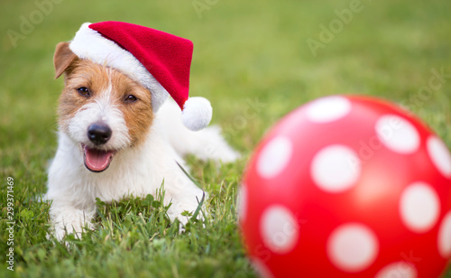 Santa christmas smiling happy pet dog puppy with a spotted red surprise gift ball