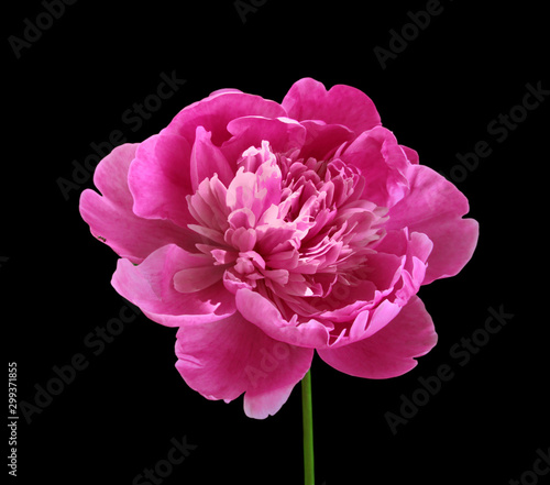 Beautiful pink peony isolated on a black background