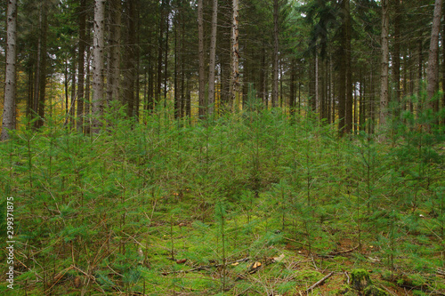 Forestry and Reforestation for sustainable development through new planting in the forest. forest in autumn, planting of Small trees. Reforestation of Protected Sustainable conifer trees. 